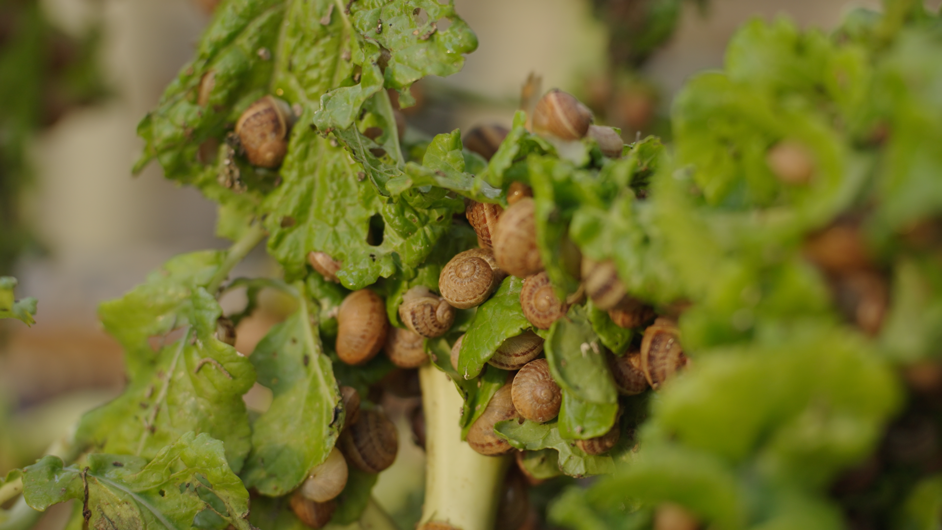 Agri Brand & Product Films